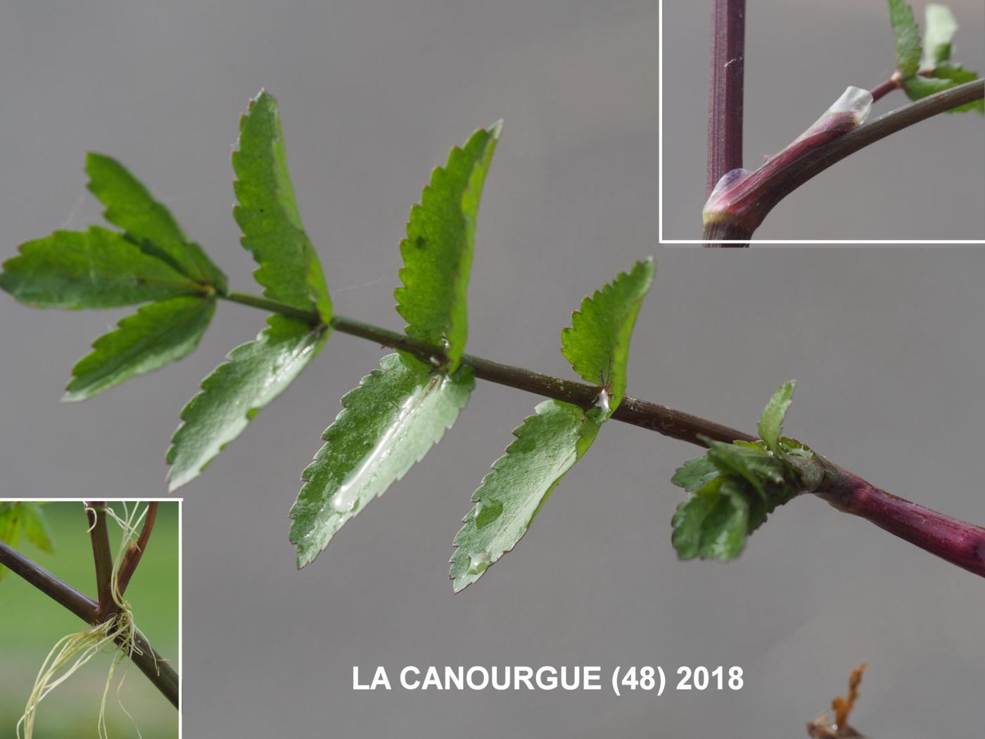 Water-cress, Fools leaf